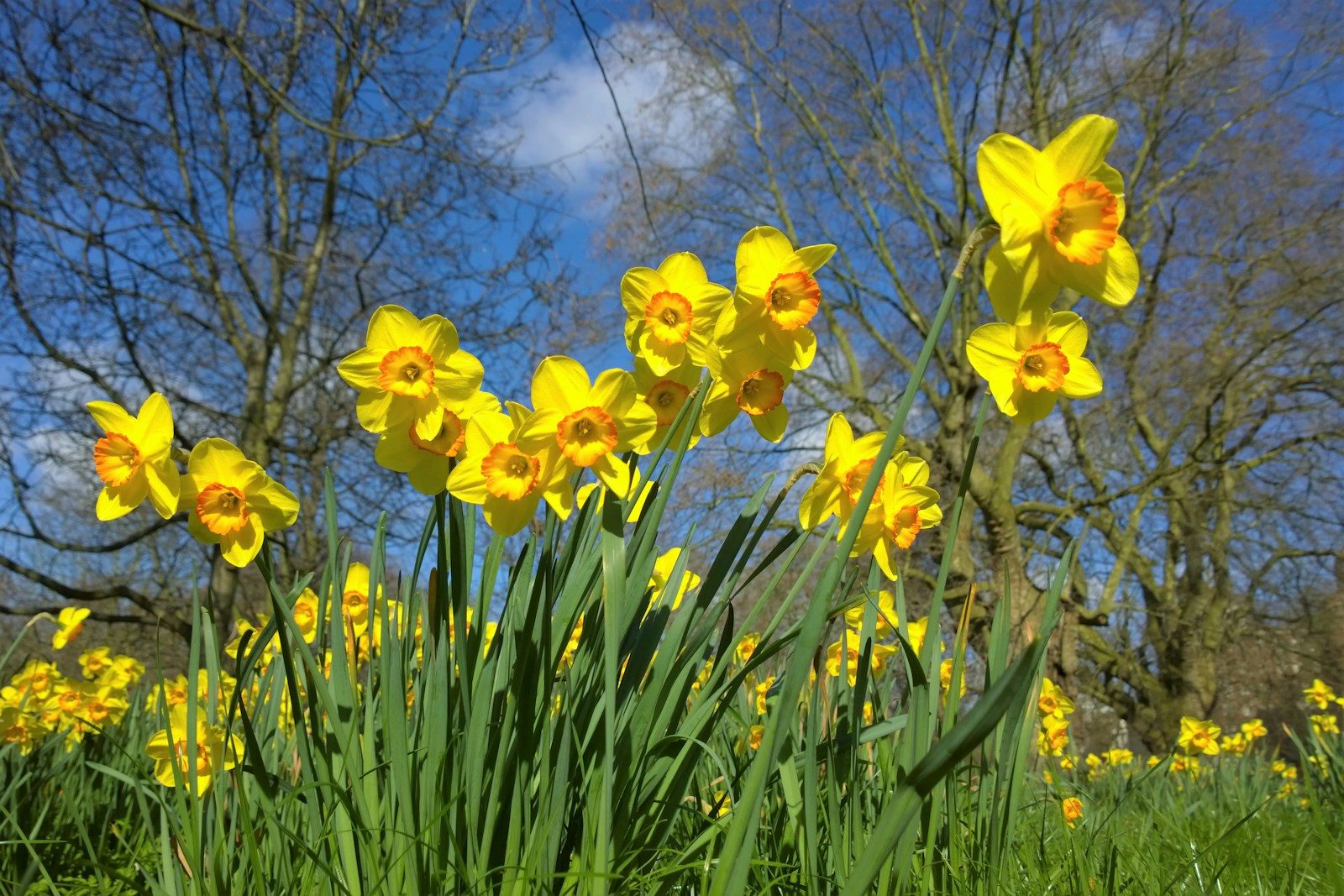 a field of yellow flowers with trees in the background